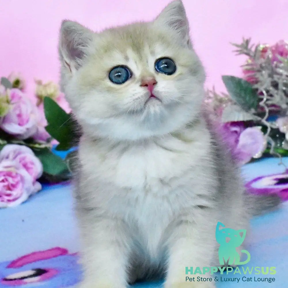 Chloya British Shorthair female blue golden chinchilla - live animals