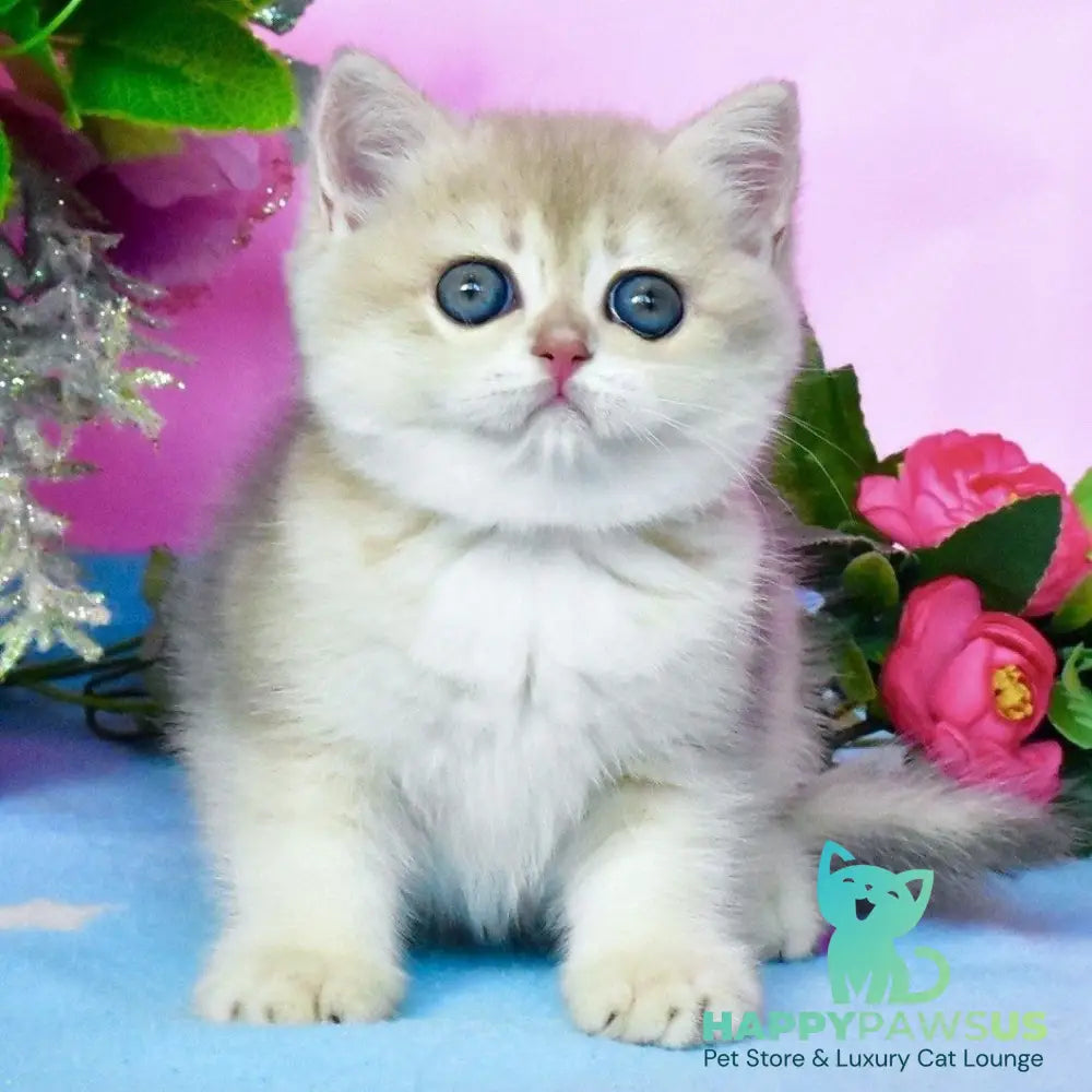 Chloya British Shorthair female blue golden chinchilla - live animals