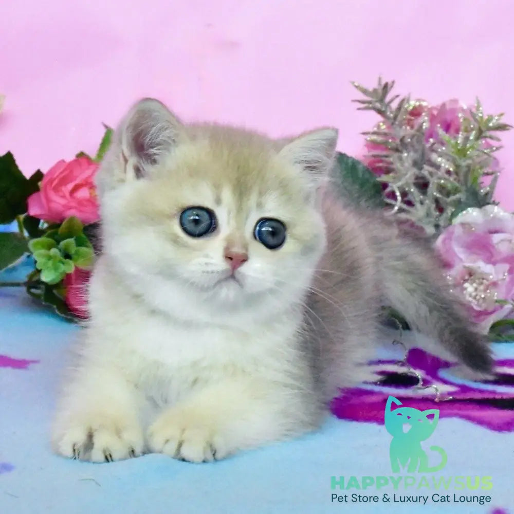 Chloya British Shorthair female blue golden chinchilla - live animals