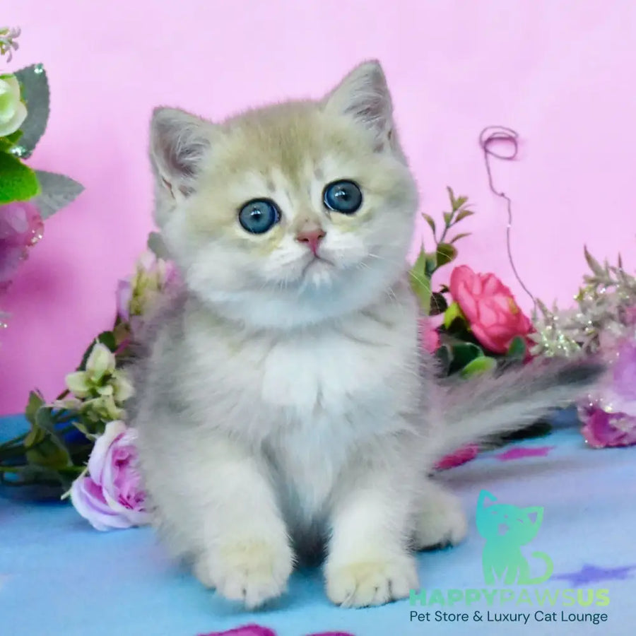 Chloya British Shorthair female blue golden chinchilla - live animals