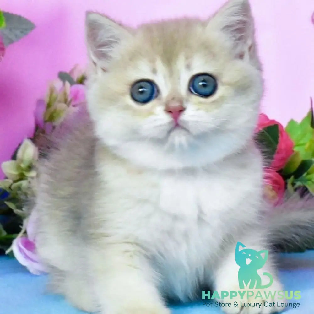 Chloya British Shorthair female blue golden chinchilla - live animals