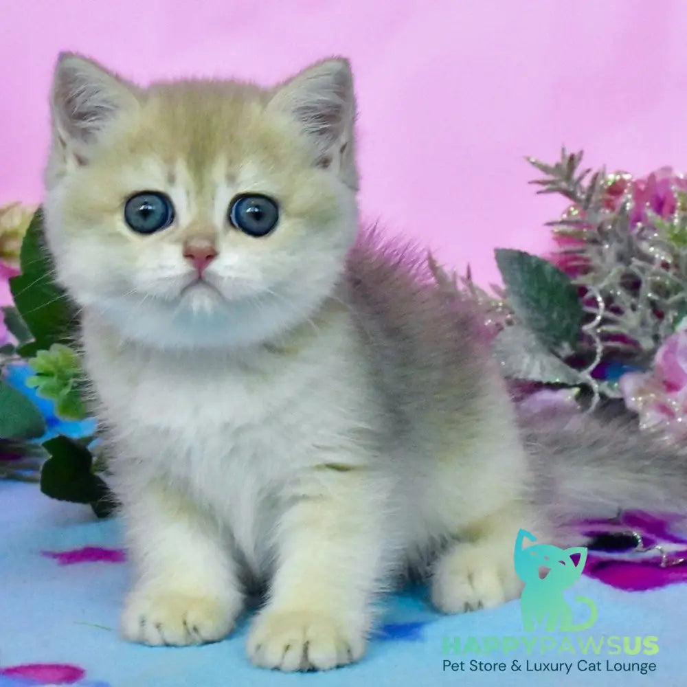 Chloya British Shorthair female blue golden chinchilla - live animals
