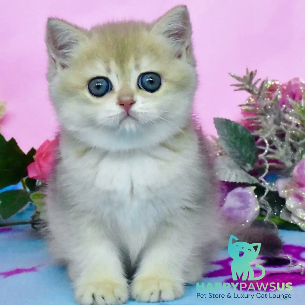 Chloya British Shorthair female blue golden chinchilla - live animals