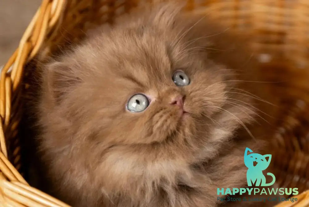 Choco British Longhair male cinnamon live animals