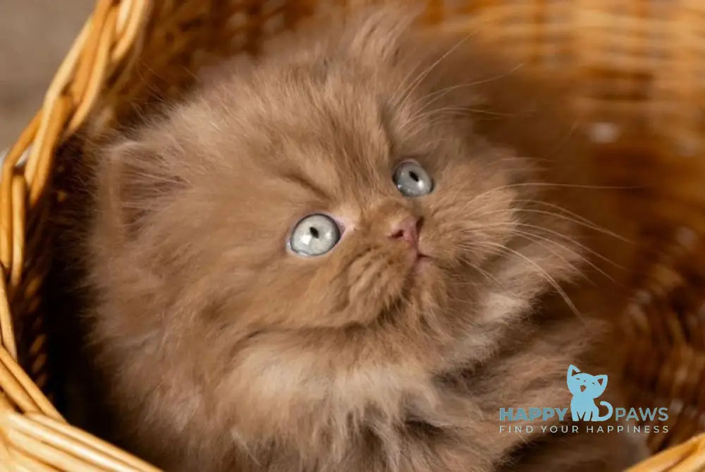 Choco British Longhair male cinnamon live animals