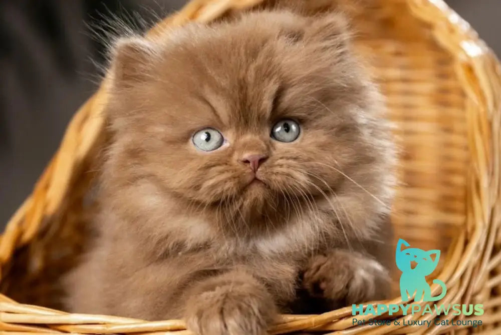 Choco British Longhair male cinnamon live animals