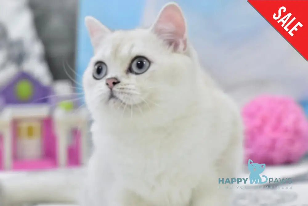 Chris British Shorthair male black silver shaded pointed live animals