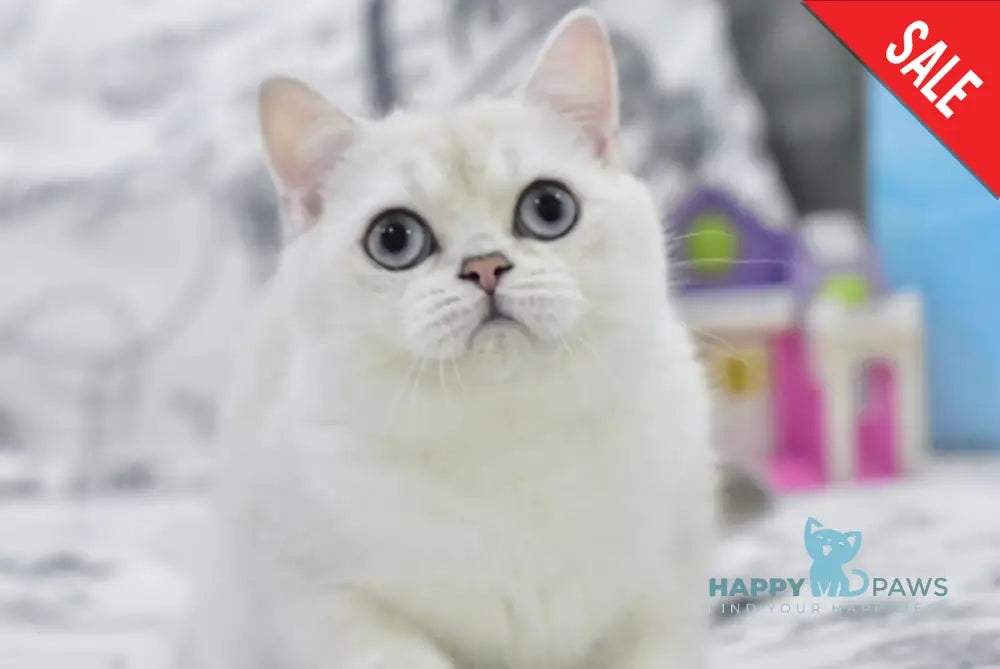 Chris British Shorthair male black silver shaded pointed live animals
