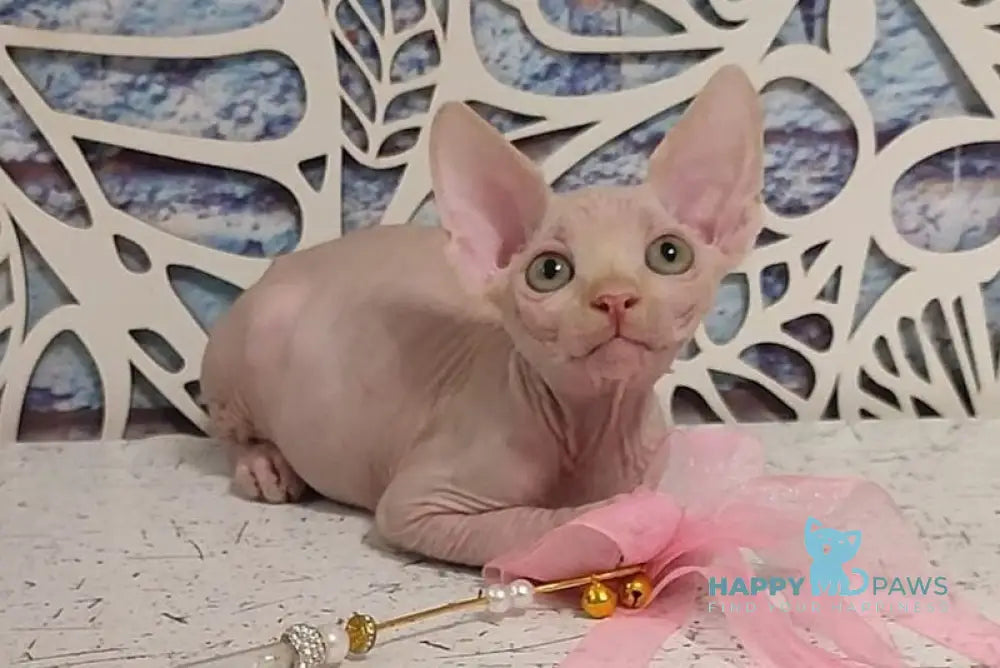 Chris Canadian Sphynx male cream live animals