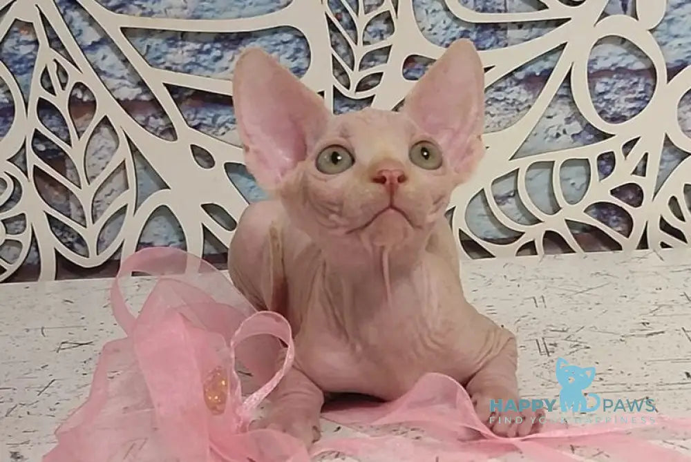 Chris Canadian Sphynx male cream live animals