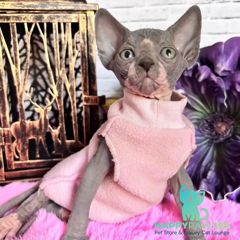 Christa Canadian Sphynx female black bicolour - live animals
