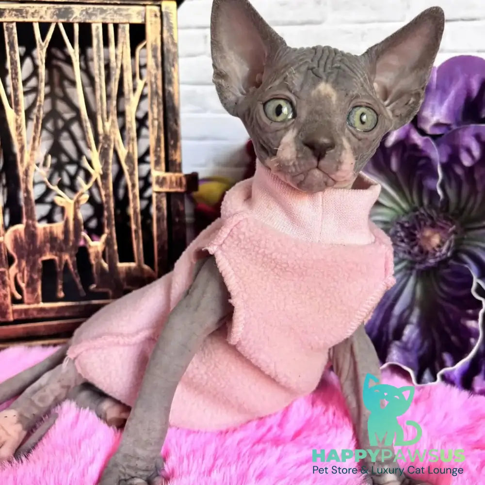 Christa Canadian Sphynx female black bicolour - live animals
