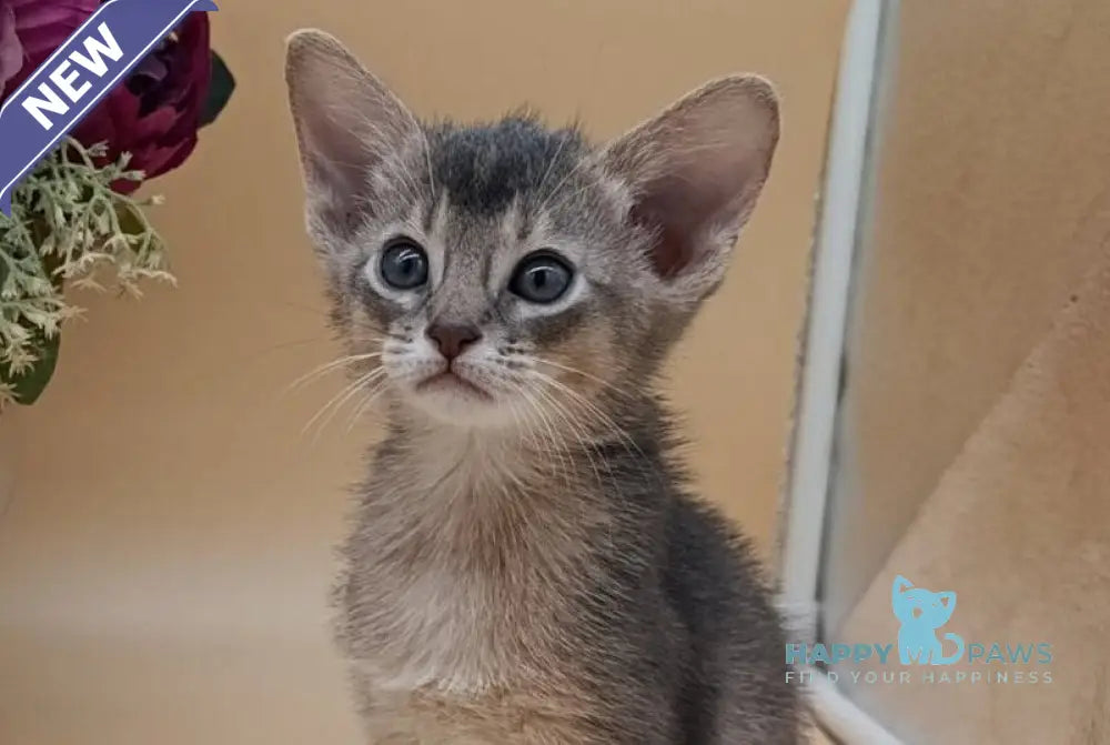 Christian Abyssinian male blue live animals