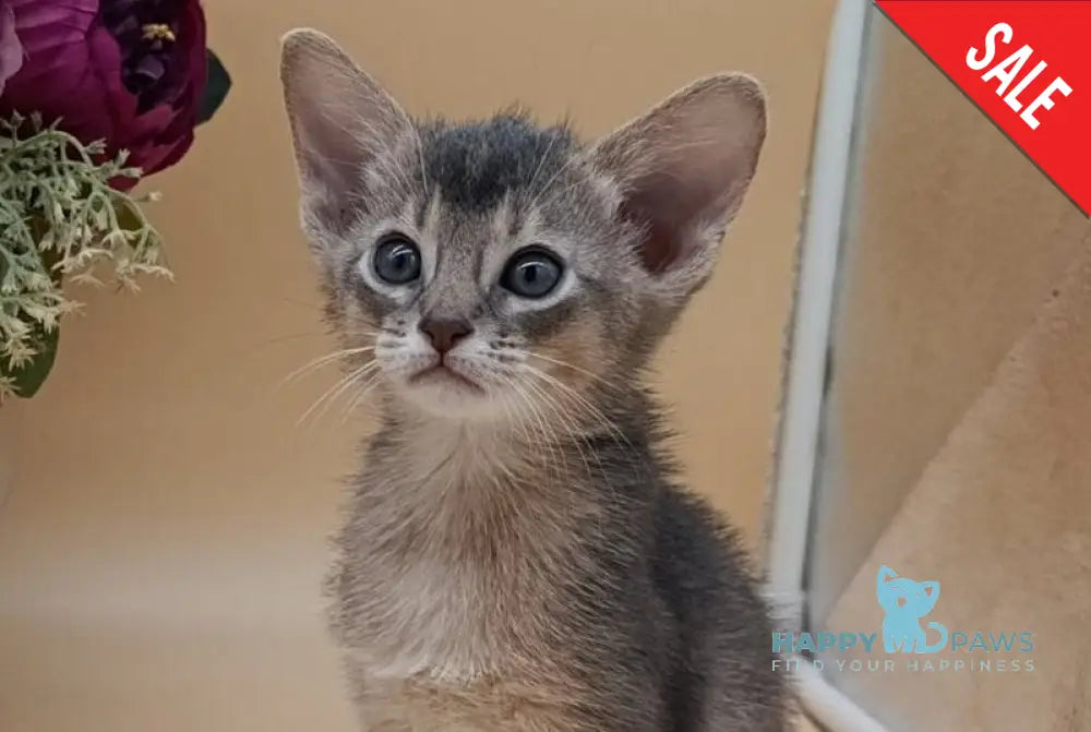 Christian Abyssinian male blue live animals