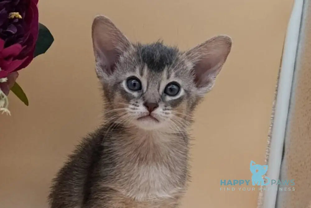 Christian Abyssinian male blue live animals