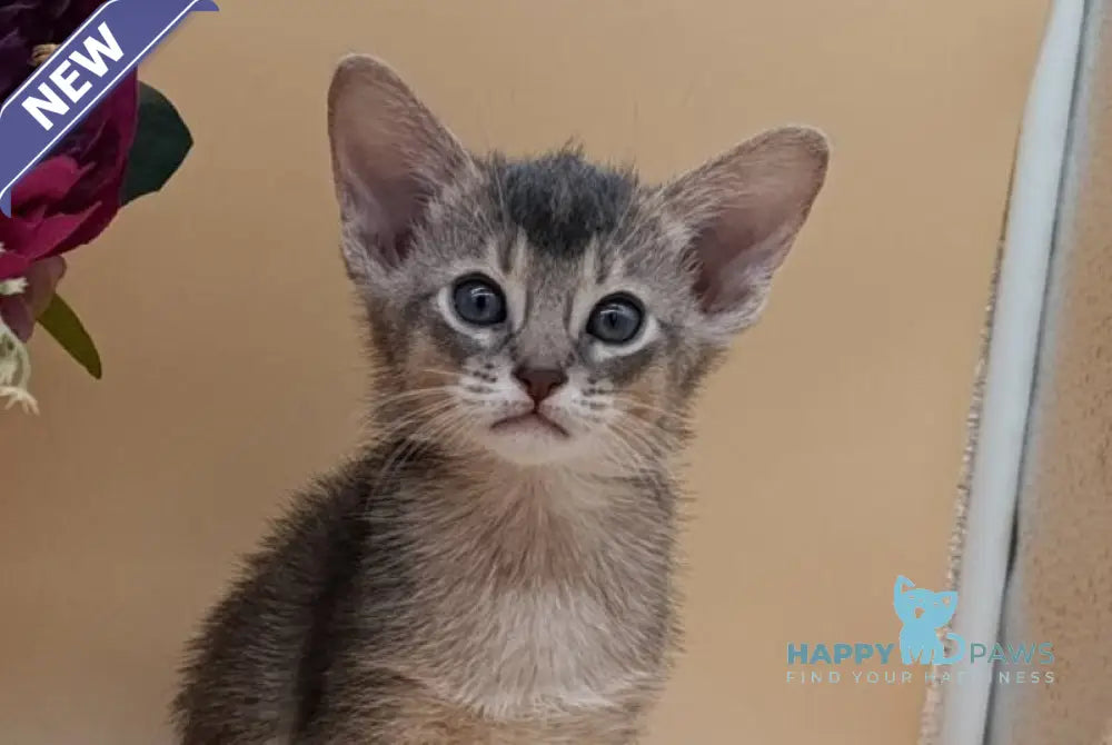 Christian Abyssinian male blue live animals