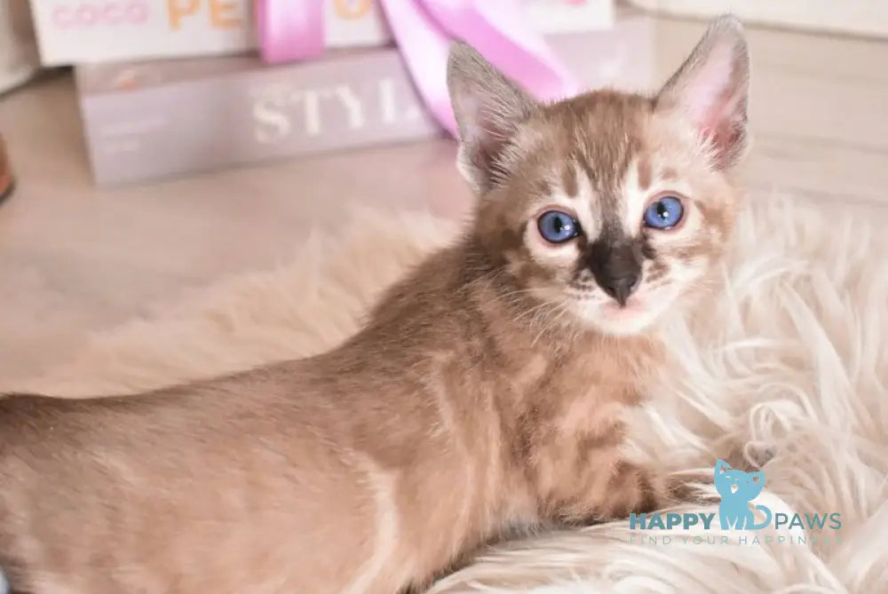 Chuma Bengal female snow mink charcoal - live animals