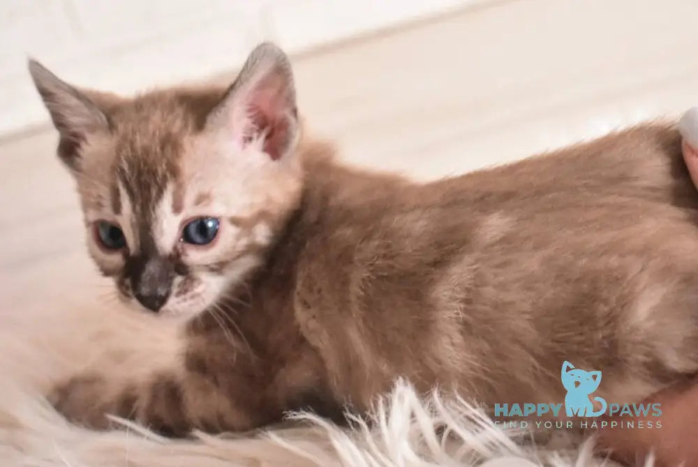 Chuma Bengal female snow mink charcoal - live animals