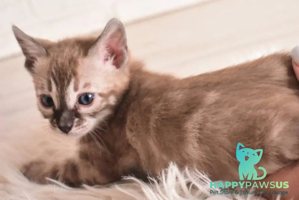 Chuma Bengal female snow mink charcoal - live animals