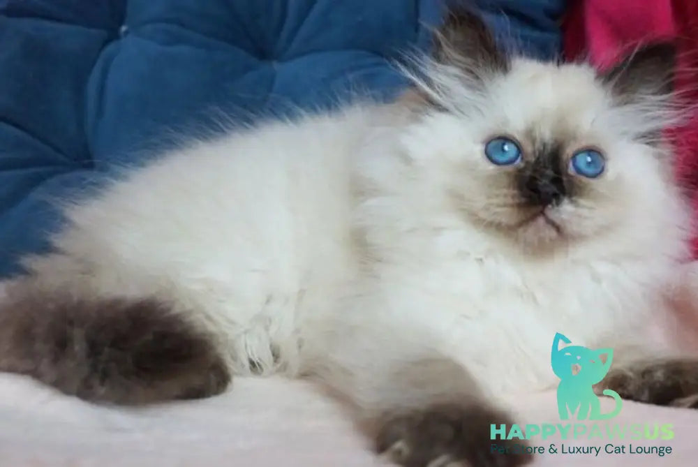 Chunga-Changa Siberian female black tortie pointed - live animals