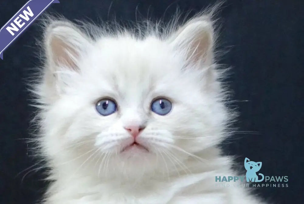 Cian Neva Masquerade male blue tabby pointed bicolour live animals