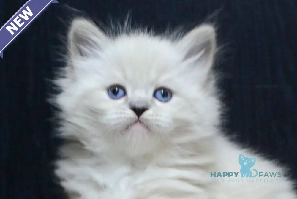 Ciceron Neva Masquerade male blue tabby pointed bicolour live animals