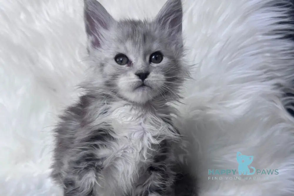 Cillian Maine Coon male black silver tabby bicolour - live animals