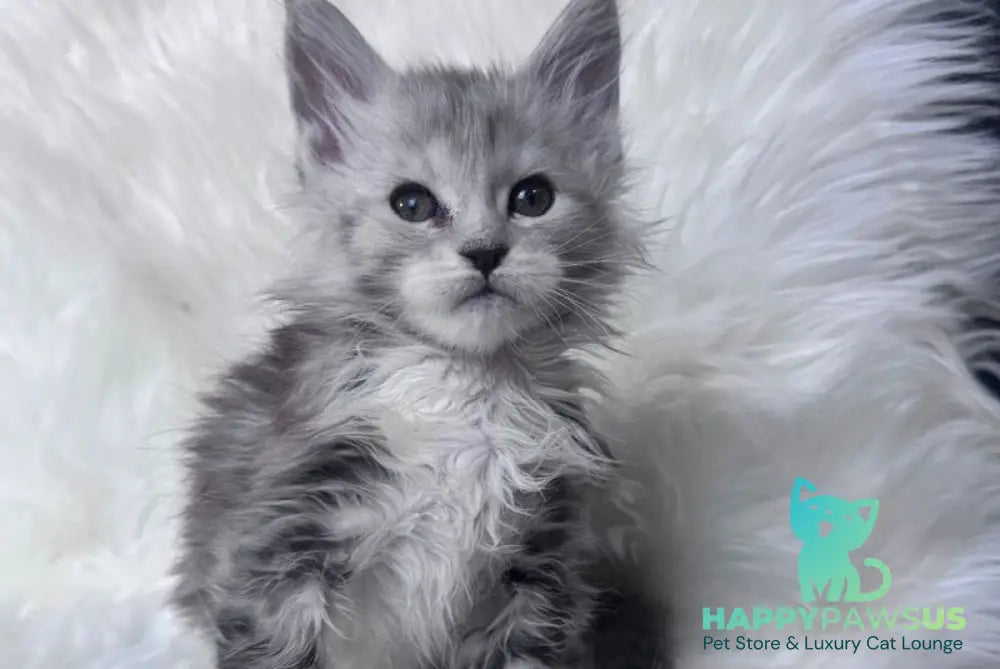 Cillian Maine Coon male black silver tabby bicolour - live animals