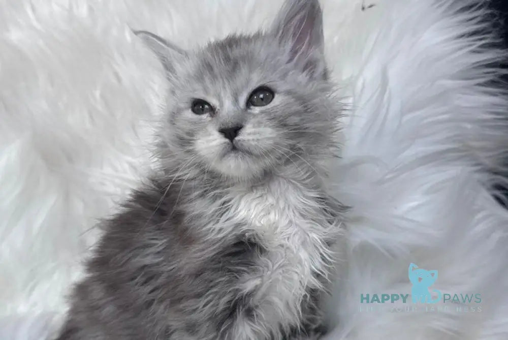Cillian Maine Coon male black silver tabby bicolour - live animals