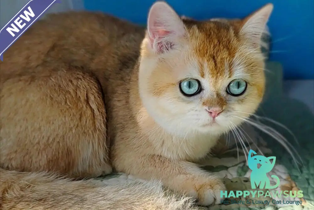 Cindy British Shorthair female black golden chinchilla - live animals