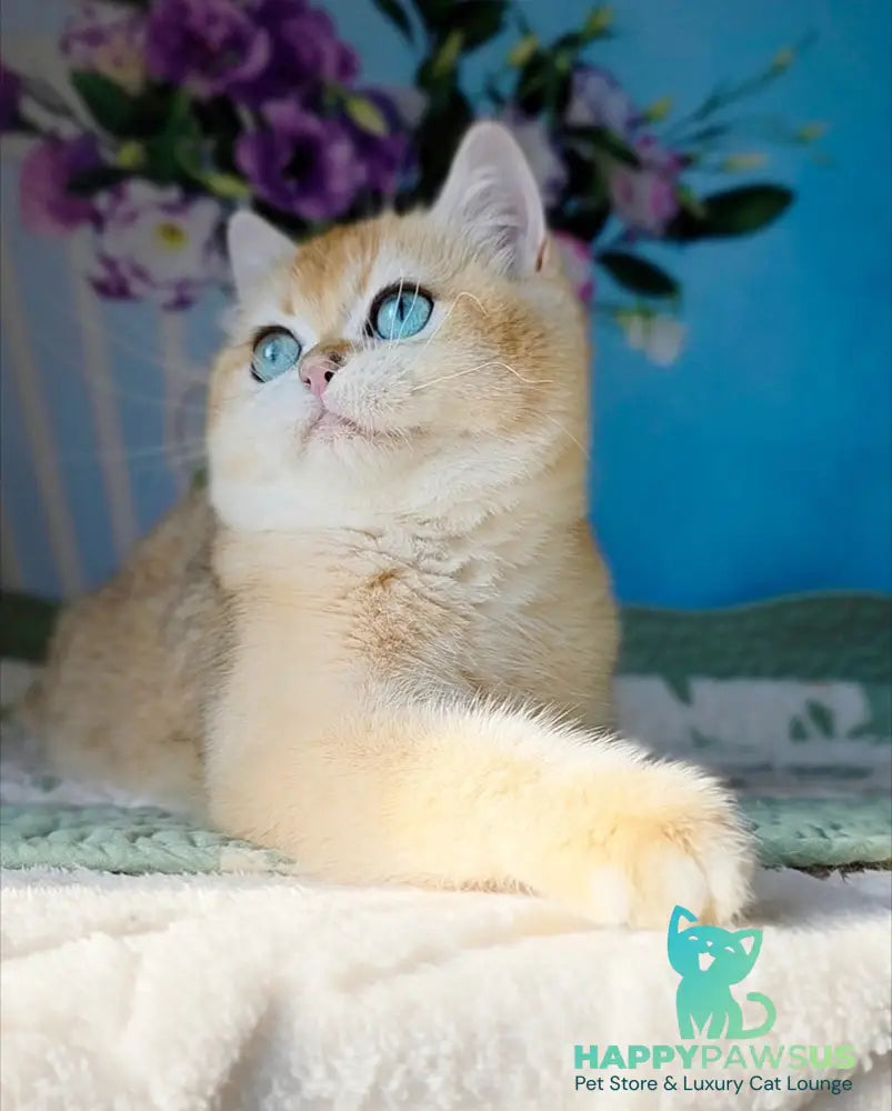 Cindy British Shorthair female black golden chinchilla - live animals