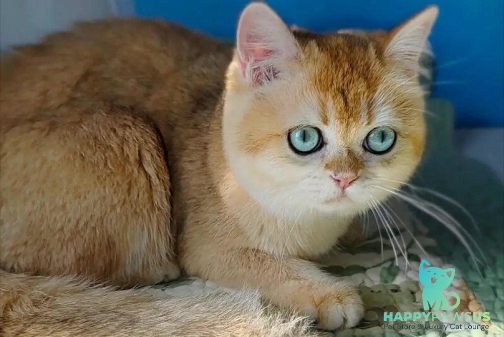 Cindy British Shorthair female black golden chinchilla - live animals