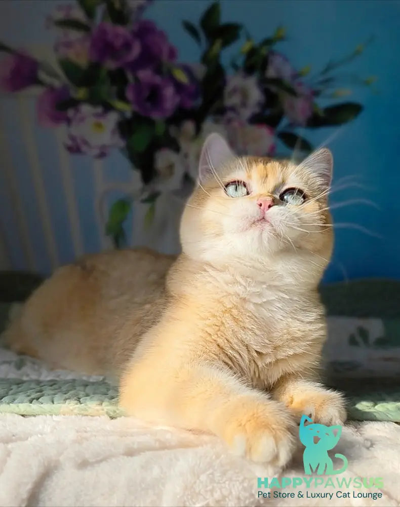Cindy British Shorthair female black golden chinchilla - live animals