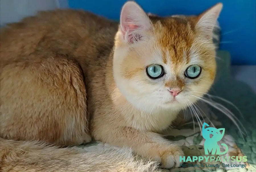 Cindy British Shorthair female black golden chinchilla - live animals