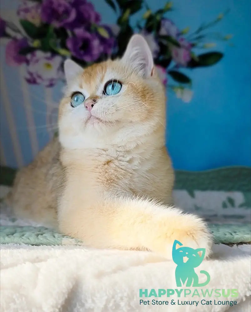 Cindy British Shorthair female black golden chinchilla - live animals