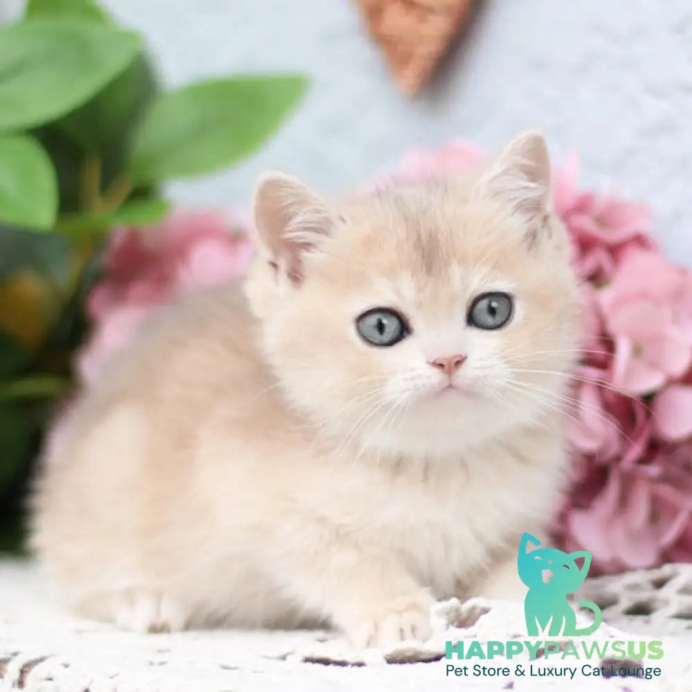 Cindy British Shorthair female blue golden shaded - live animals