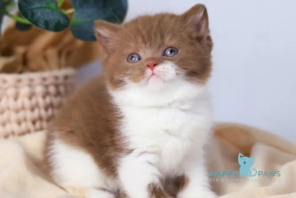 Cindy British Shorthair female cinnamon bicolour live animals