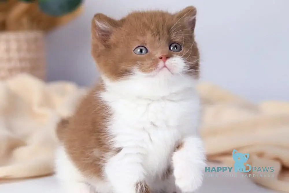 Cindy British Shorthair female cinnamon bicolour live animals