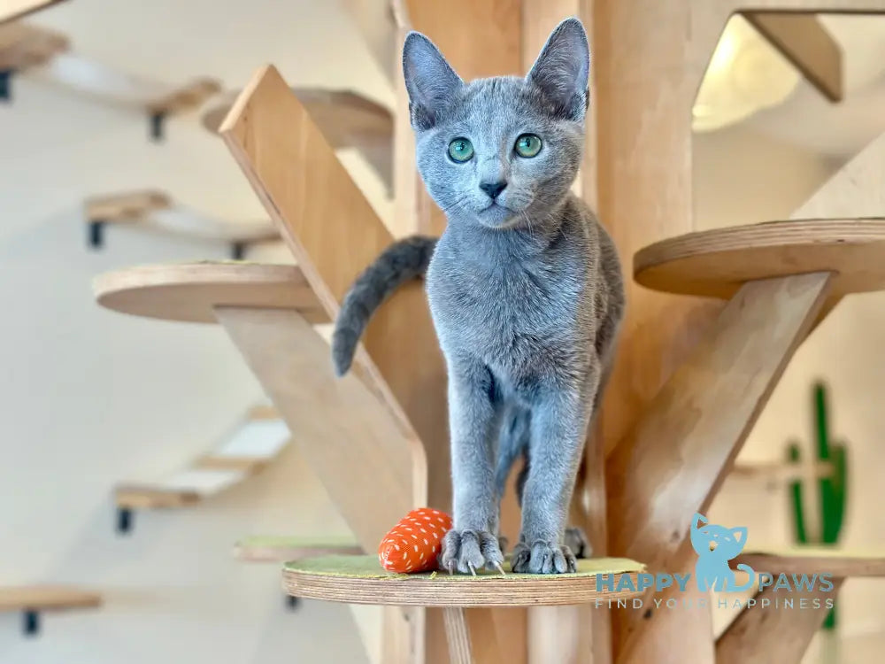 Cion Russian Blue male blue live animals