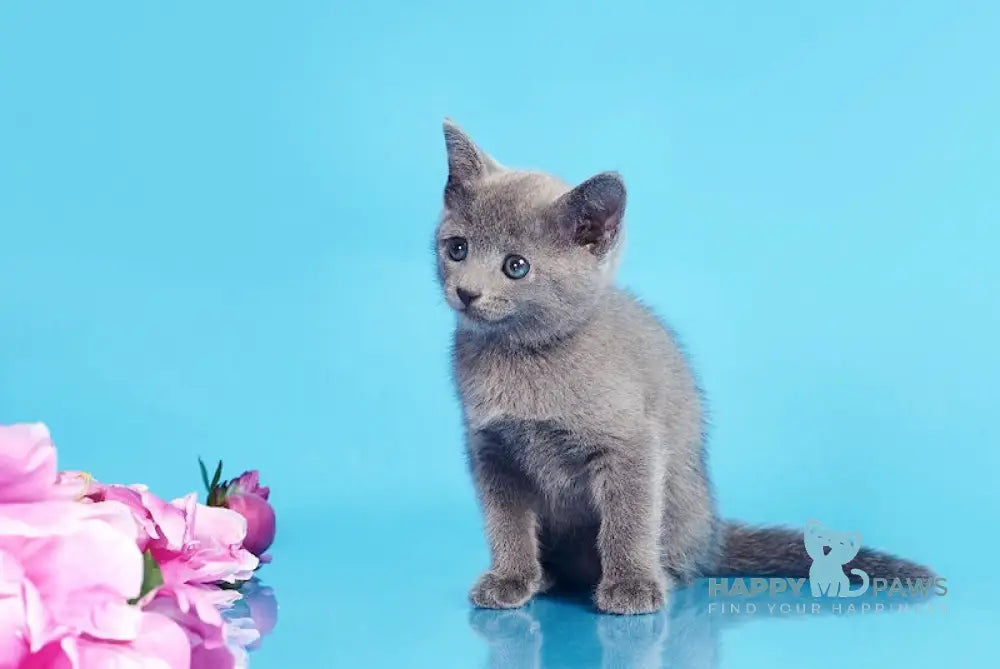 Cion Russian Blue male blue live animals