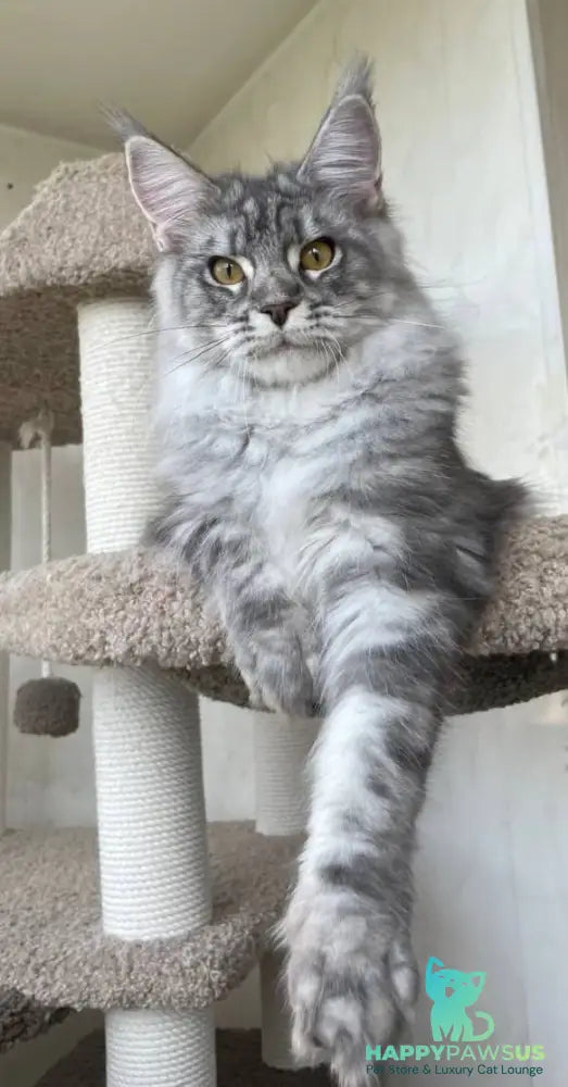 Cirilla Maine Coon female black silver tabby - live animals
