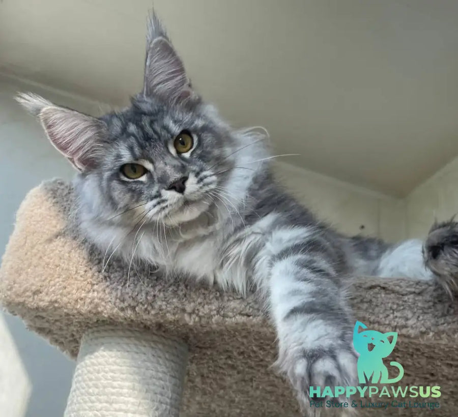 Cirilla Maine Coon female black silver tabby - live animals