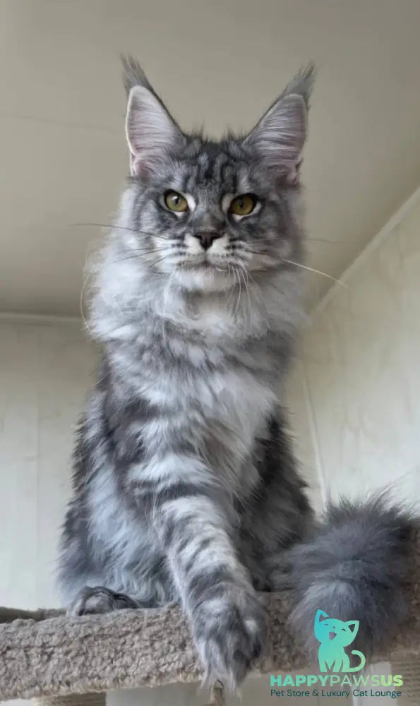 Cirilla Maine Coon female black silver tabby - live animals