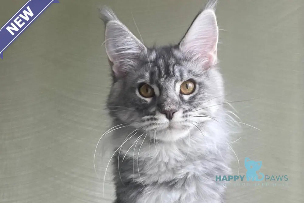 Cirilla Maine Coon female black silver tabby - live animals