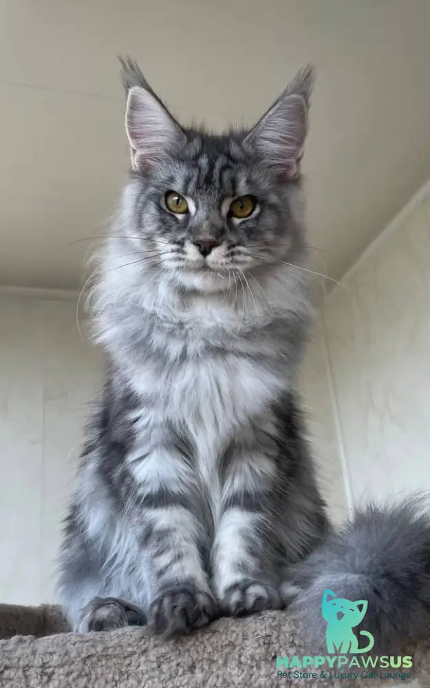 Cirilla Maine Coon female black silver tabby - live animals