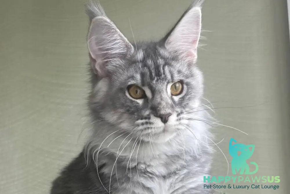 Cirilla Maine Coon female black silver tabby - live animals