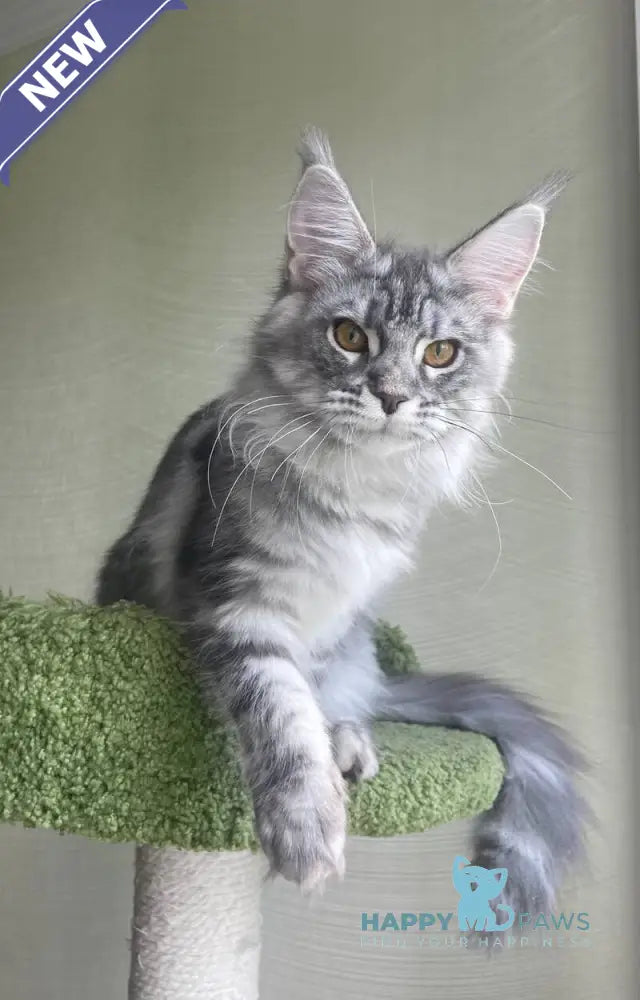 Cirilla Maine Coon female black silver tabby - live animals