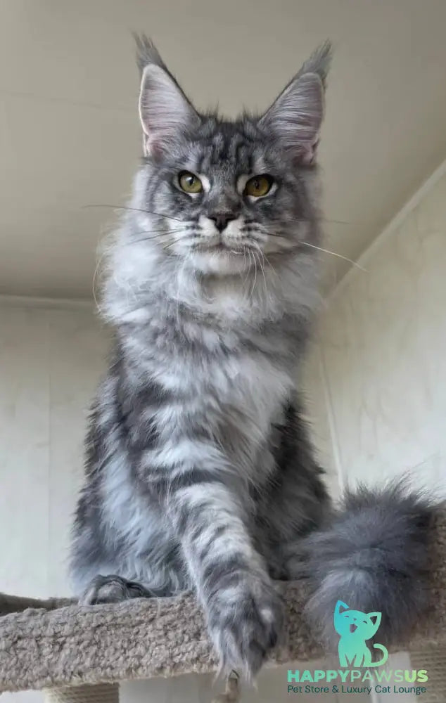 Cirilla Maine Coon female black silver tabby - live animals