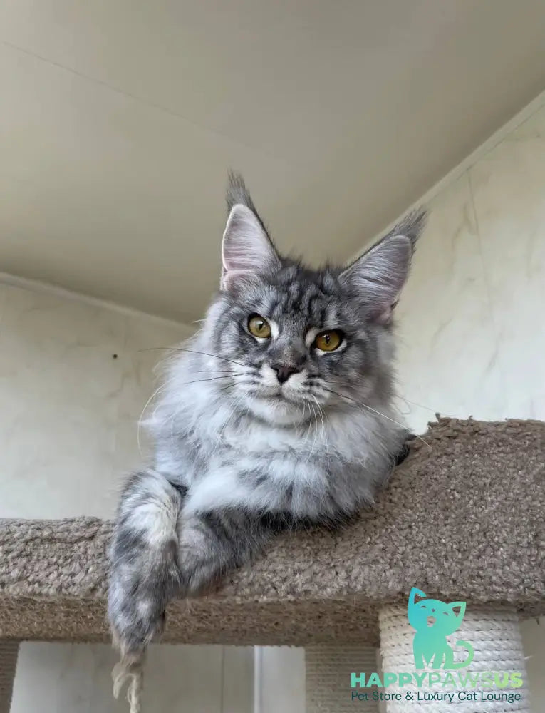 Cirilla Maine Coon female black silver tabby - live animals