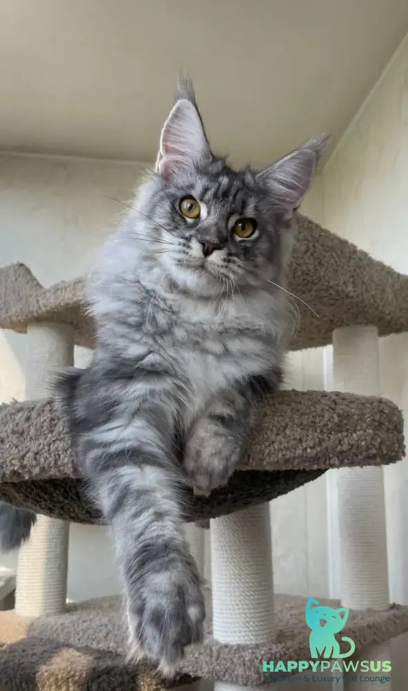 Cirilla Maine Coon female black silver tabby - live animals